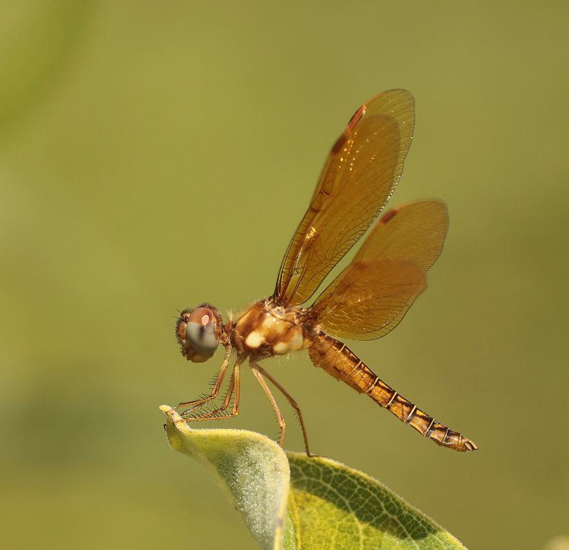 Photo of Eastern Amberwing