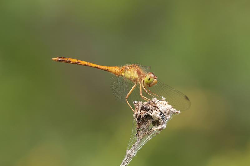 Photo of Autumn Meadowhawk