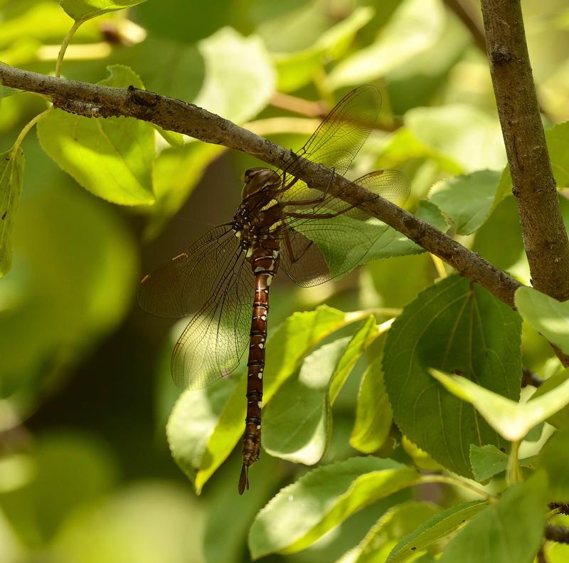 Photo of Shadow Darner