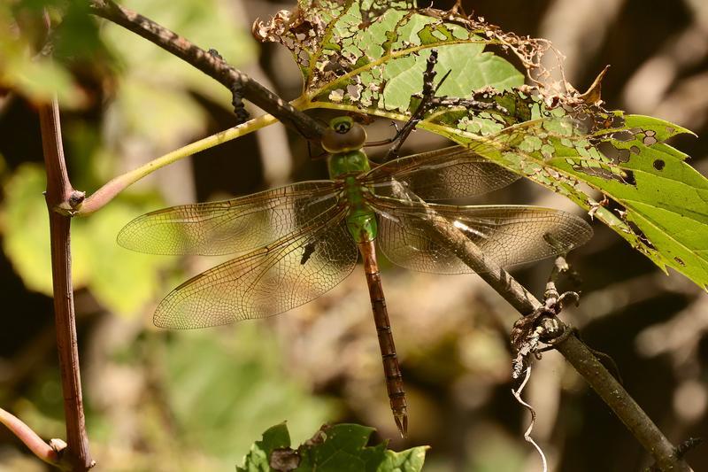 Photo of Common Green Darner