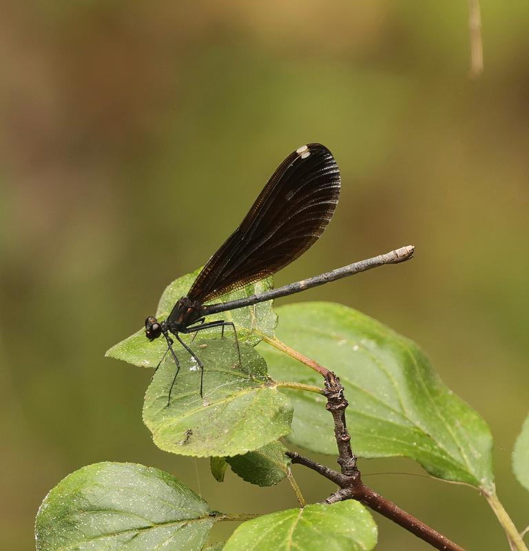 Photo of Ebony Jewelwing