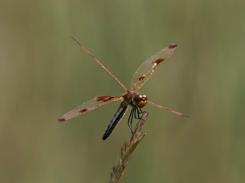 Photo of Calico Pennant