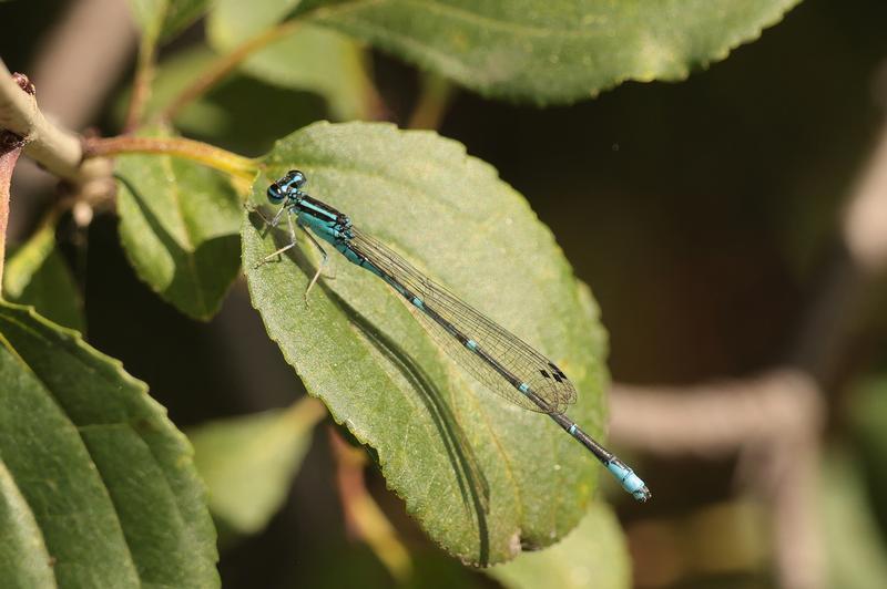 Photo of Stream Bluet