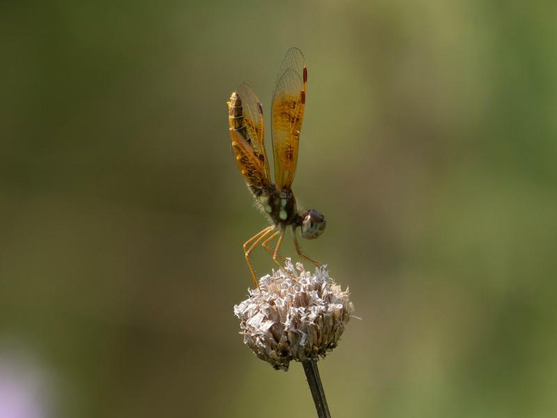 Photo of Eastern Amberwing