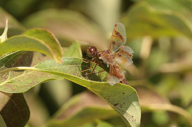 Photo of Eastern Amberwing