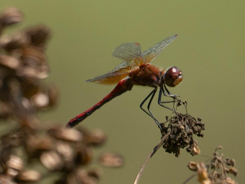 Photo of Band-winged Meadowhawk
