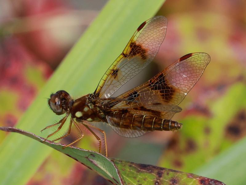 Photo of Eastern Amberwing