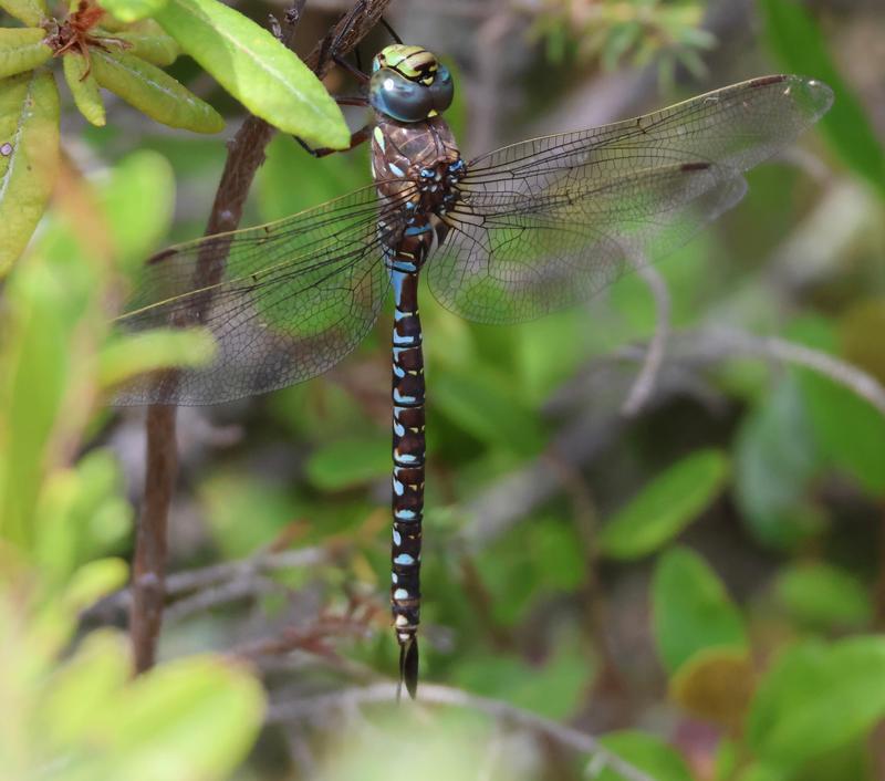 Photo of Variable Darner