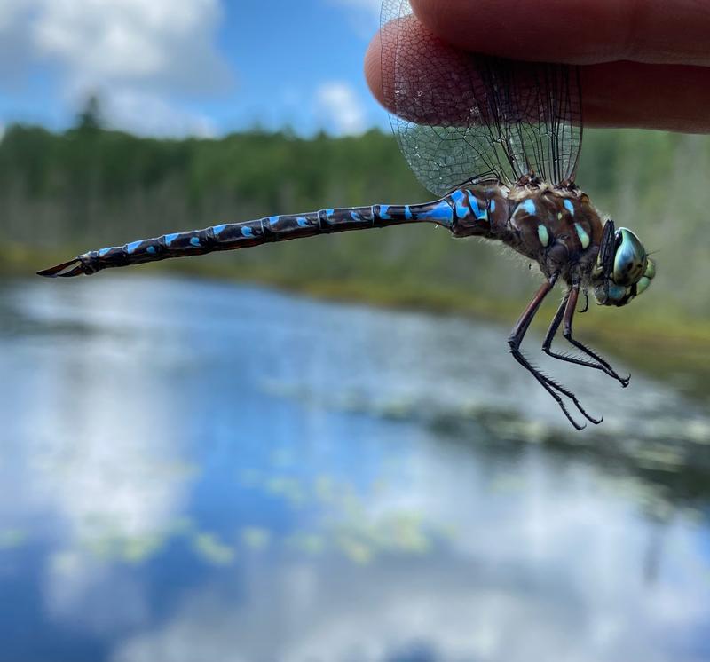 Photo of Variable Darner