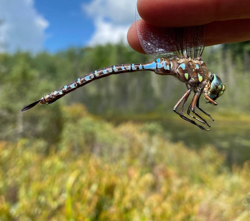 Photo of Variable Darner