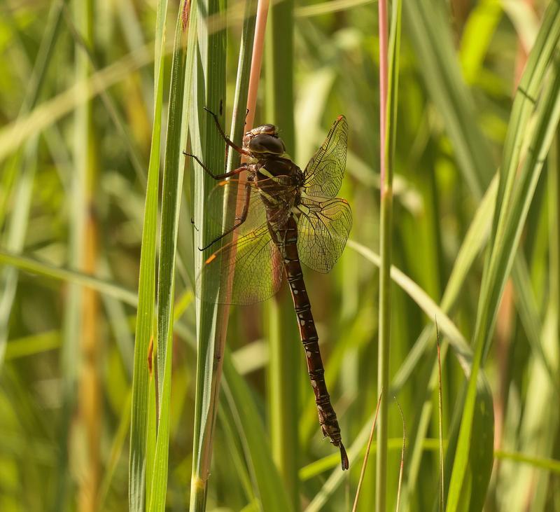Photo of Shadow Darner