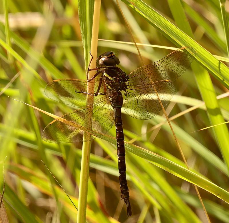 Photo of Shadow Darner