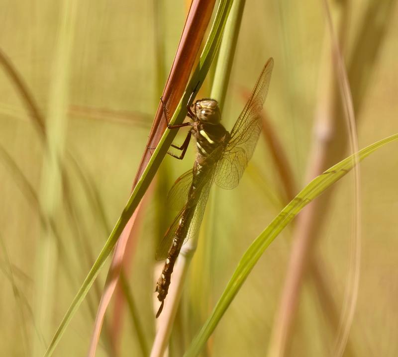 Photo of Shadow Darner