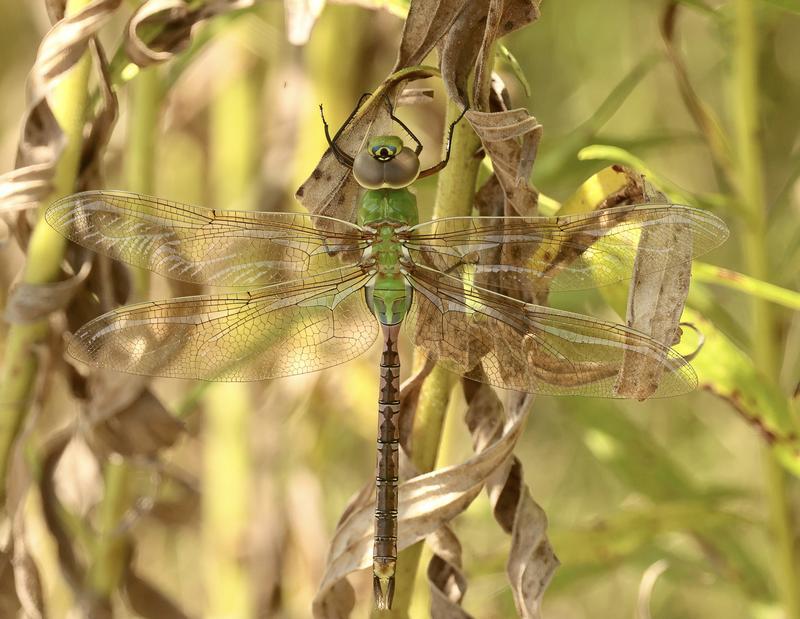 Photo of Common Green Darner