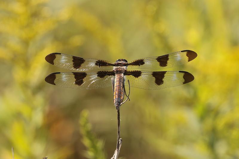 Photo of Twelve-spotted Skimmer