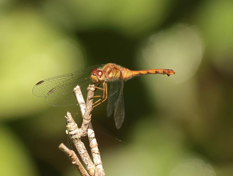 Photo of Autumn Meadowhawk