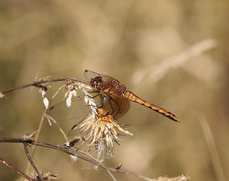 Photo of Band-winged Meadowhawk
