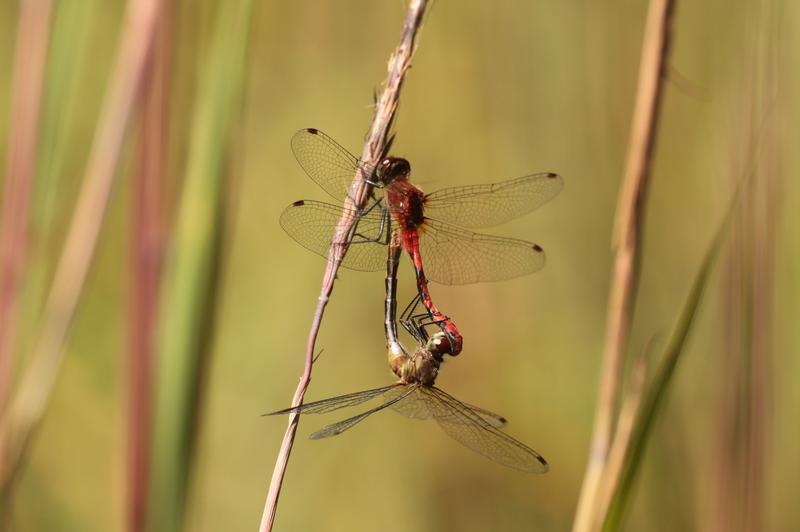 Photo of White-faced Meadowhawk