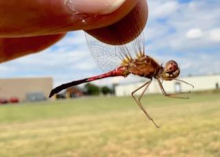 Photo of Autumn Meadowhawk
