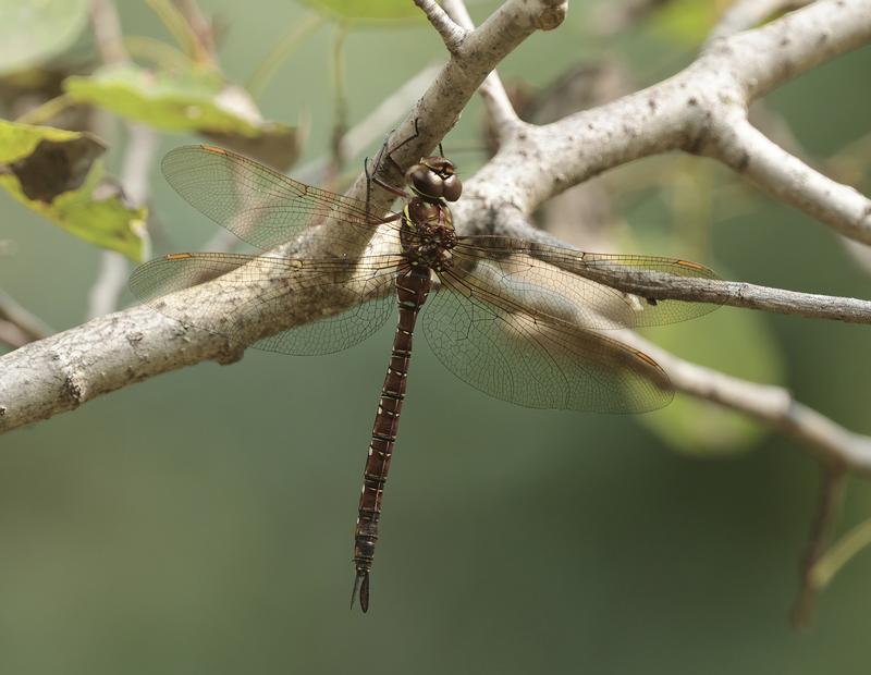 Photo of Shadow Darner
