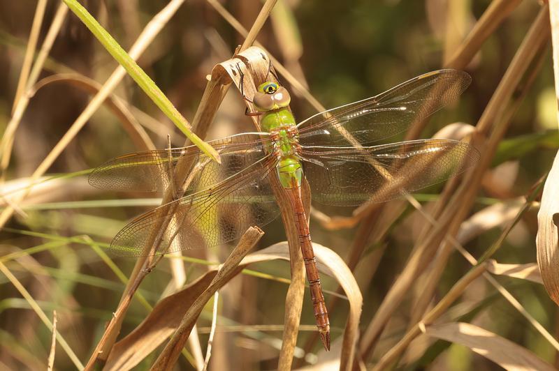 Photo of Common Green Darner