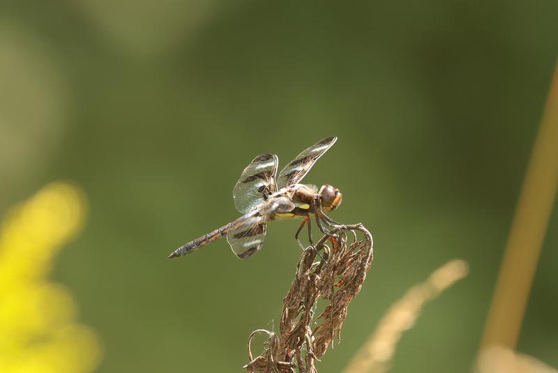 Photo of Twelve-spotted Skimmer