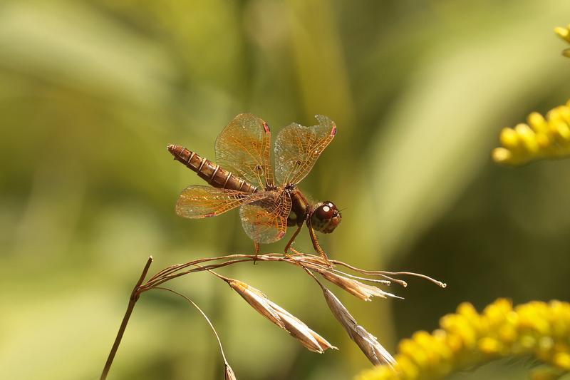 Photo of Eastern Amberwing