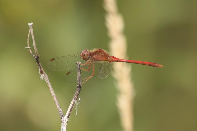 Photo of Autumn Meadowhawk