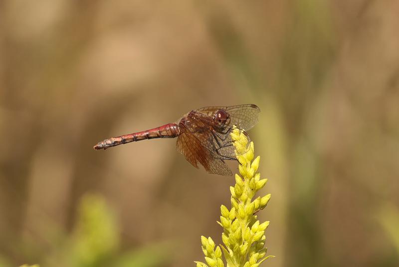 Photo of Band-winged Meadowhawk