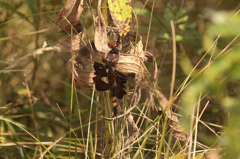 Photo of Black Saddlebags