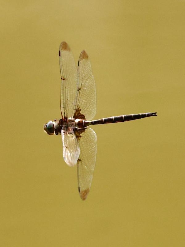 Photo of Prince Baskettail