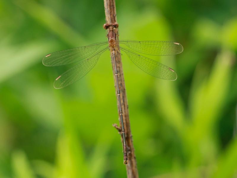 Photo of Slender Spreadwing