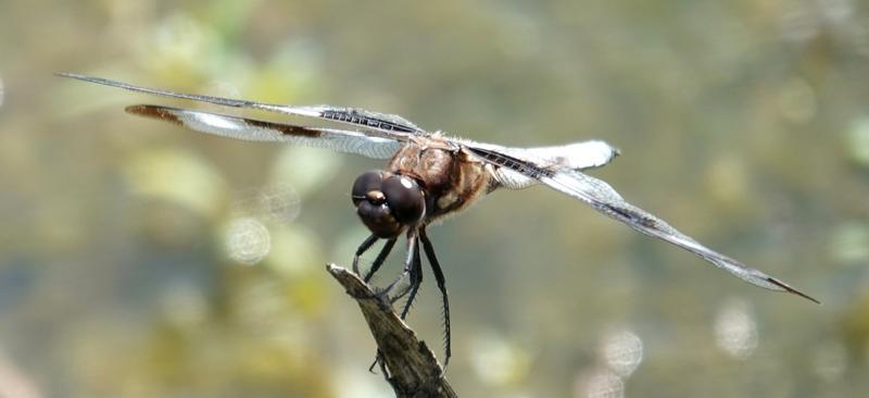 Photo of Twelve-spotted Skimmer