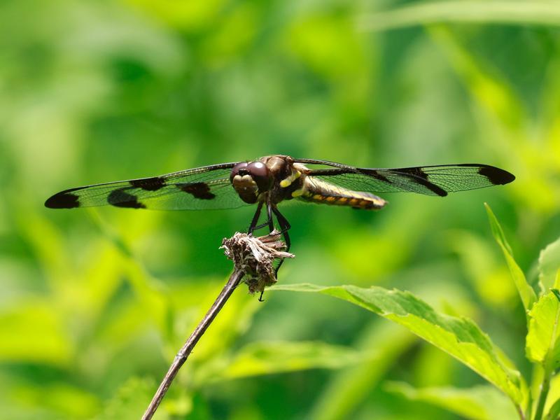 Photo of Twelve-spotted Skimmer