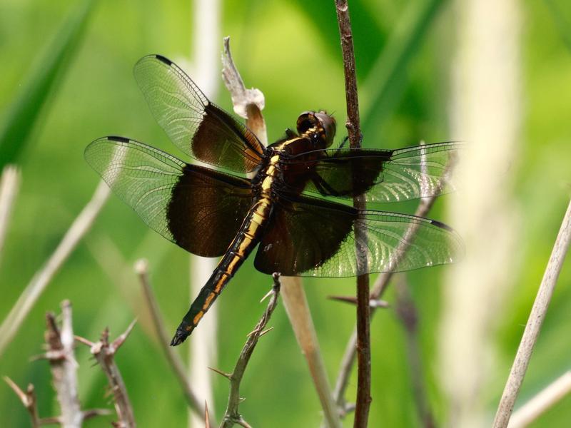 Photo of Widow Skimmer