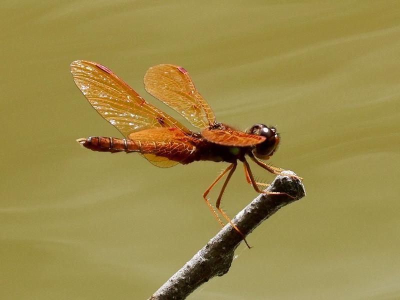 Photo of Eastern Amberwing
