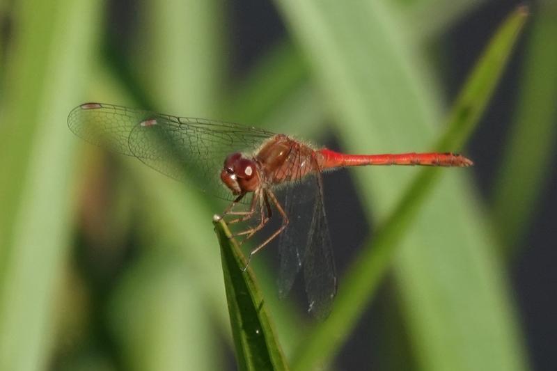 Photo of Autumn Meadowhawk