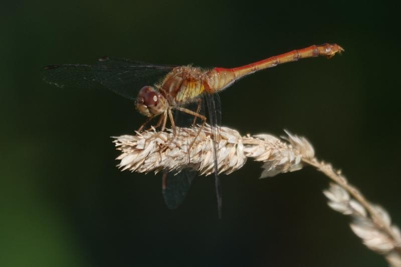 Photo of Autumn Meadowhawk