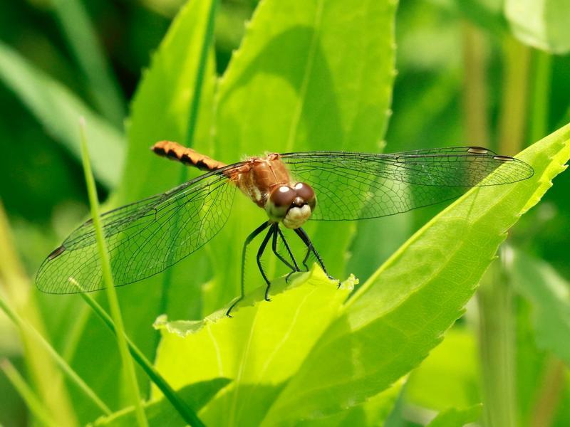 Photo of White-faced Meadowhawk