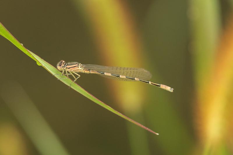 Photo of Tule Bluet