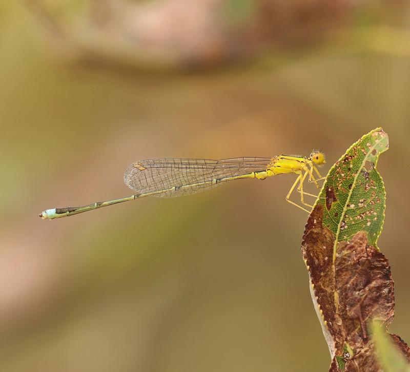 Photo of Vesper Bluet