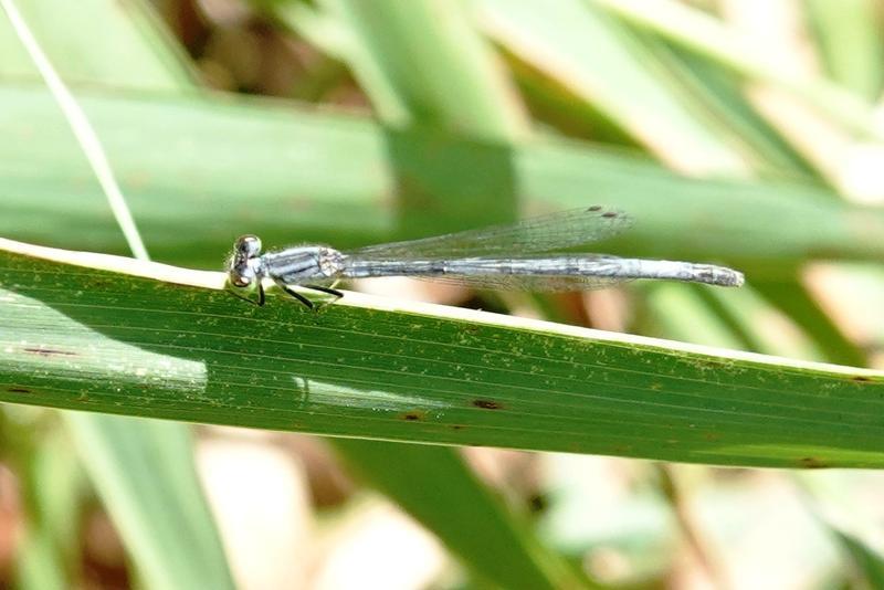 Photo of Eastern Forktail