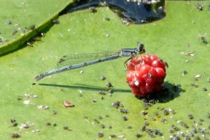 Photo of Eastern Forktail