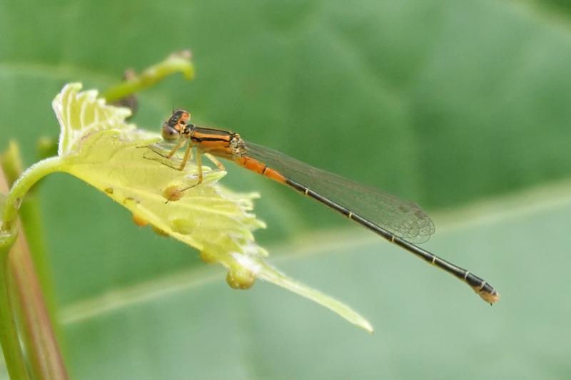 Photo of Eastern Forktail