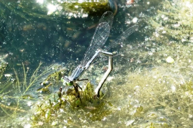 Photo of Eastern Forktail