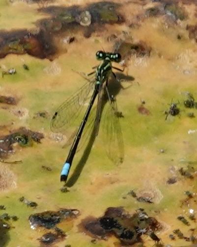 Photo of Eastern Forktail