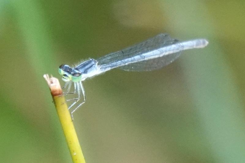 Photo of Eastern Forktail