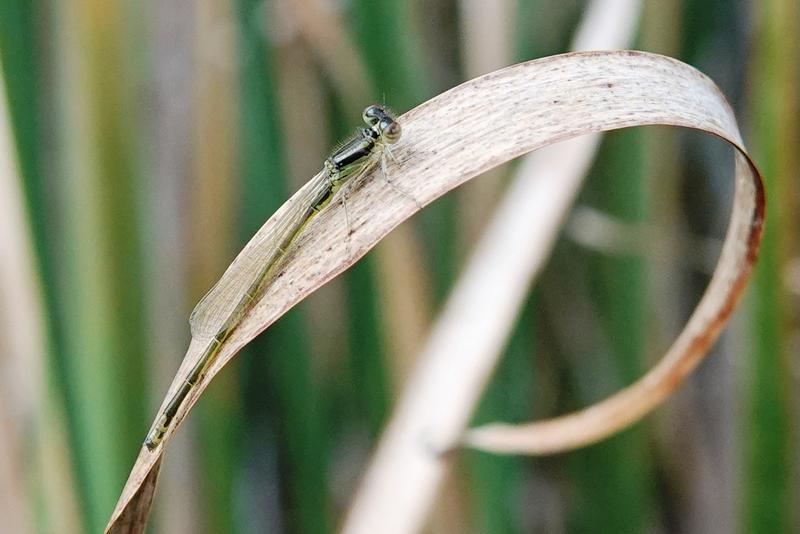 Photo of Eastern Forktail