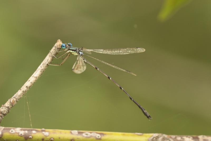 Photo of Slender Spreadwing