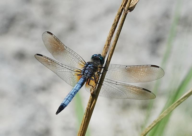 Photo of Blue Dasher